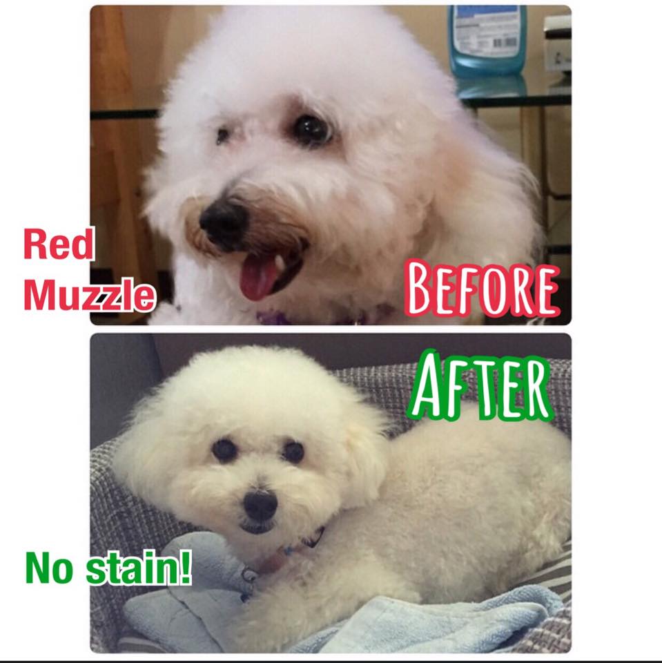 Red muzzle in white poodle solved by silky dog shampoo