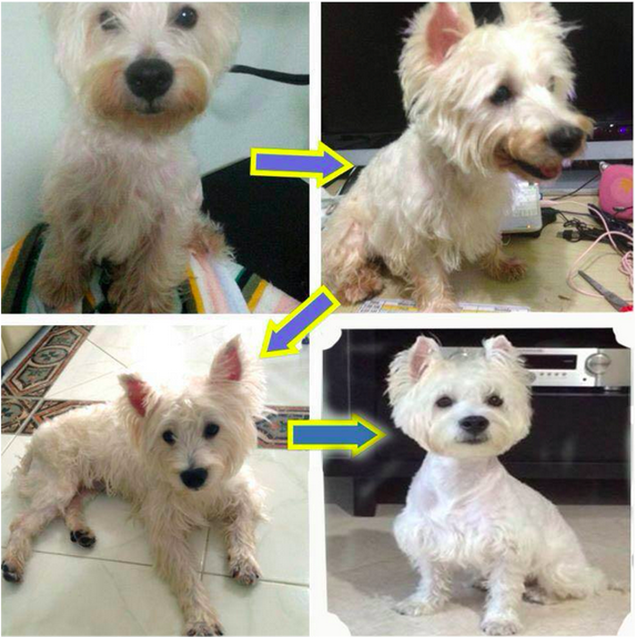 westie red paws and mouth stain can be gone in 2 months