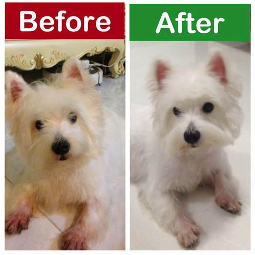 west highland terrier westie skin problems difference