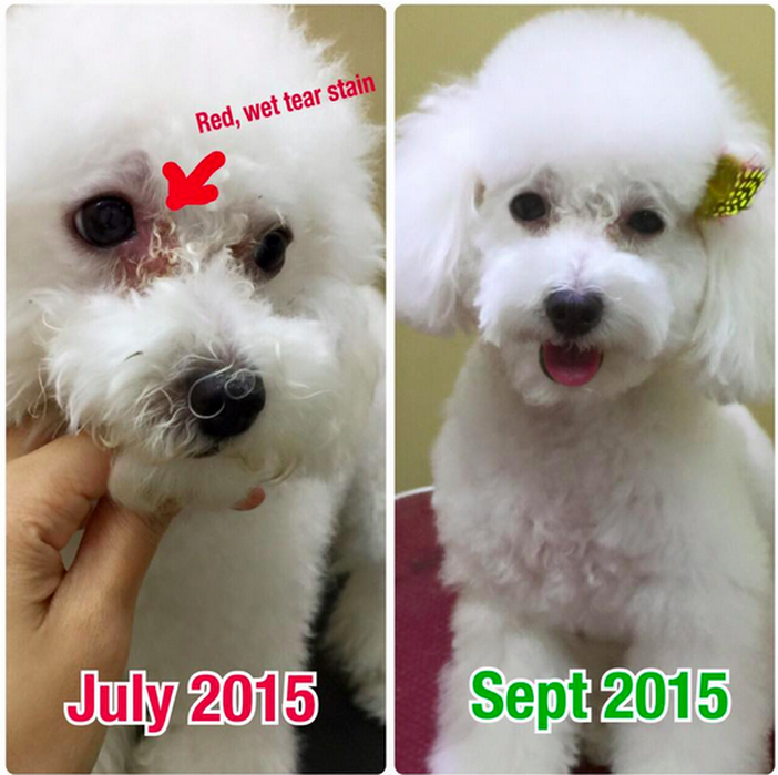 white poodle tear stain near the eyes are gone